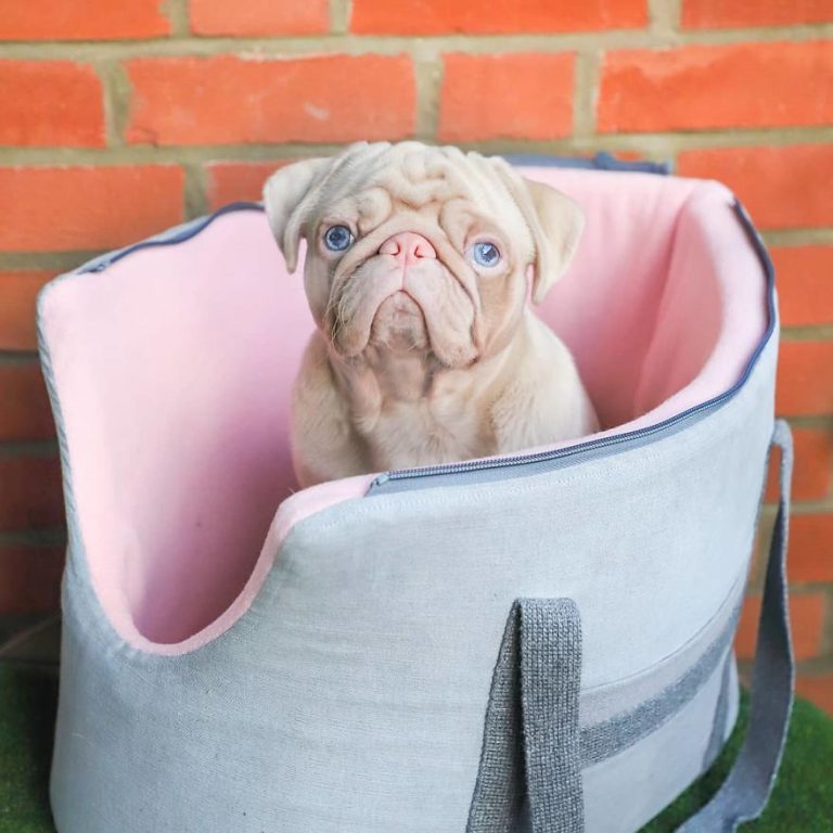 Meet Milkshake, a rare pink pug who is one of less than 100 in the