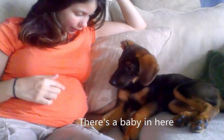 dog-finds-out-her-owner-is-pregnant-rests-on-her-tummy-to-approve-the