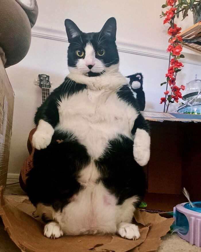 This Chonky Cat Is Going Viral For Standing Like A Penguin | Tipsto