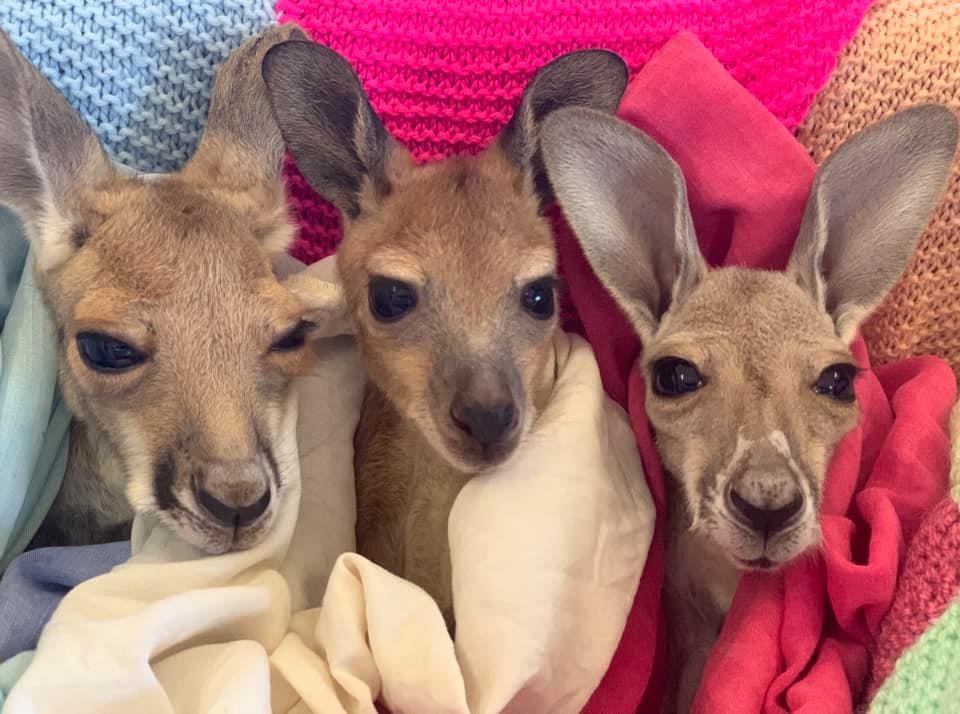 Rescued Kangaroo Cant Stop Hugging The Volunteers Who Saved Her Life Tipsto 