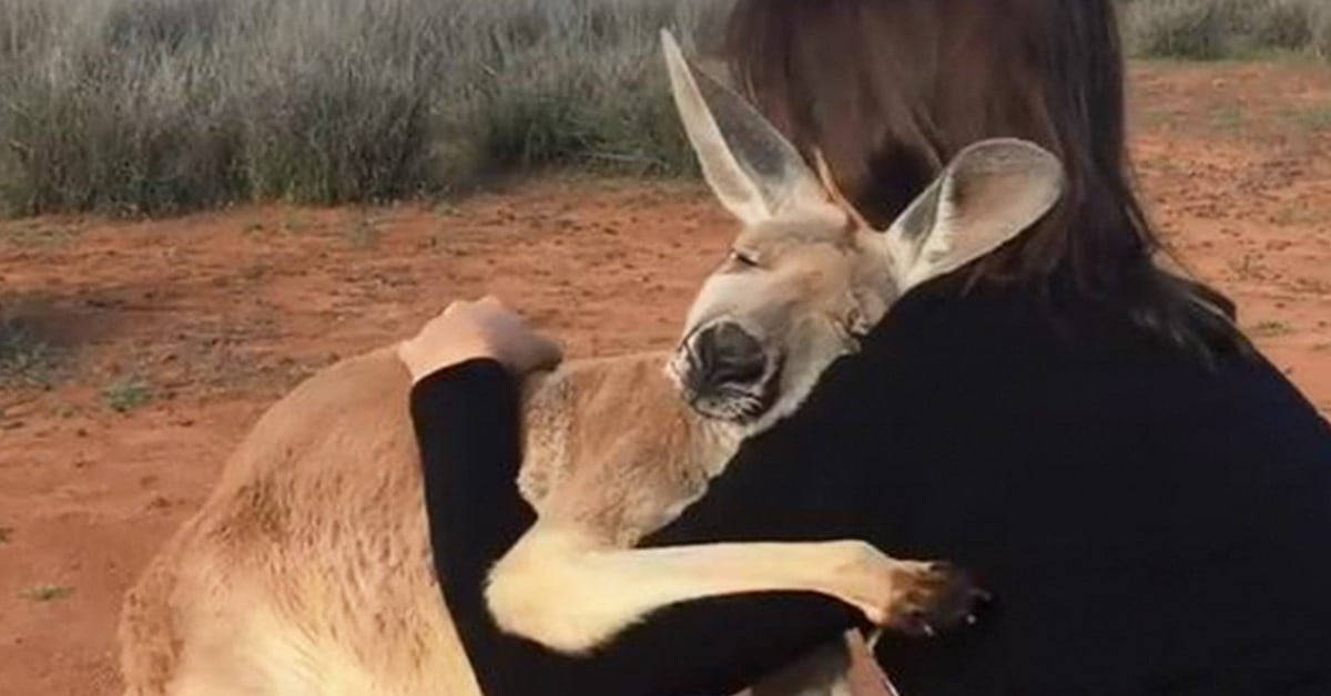 Rescued Kangaroo Cant Stop Hugging The Volunteers Who Saved Her Life Tipsto 