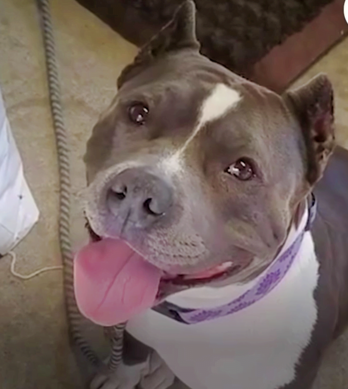 Rescued Pit Bull Has “Nonstop” Conversations With Her Dog Mom | Tipsto