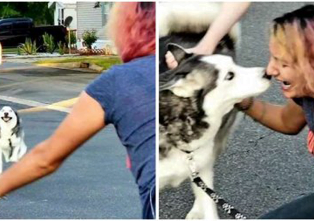 Woman Tearfully Reunites Her Stolen Husky After Two Years | Tipsto