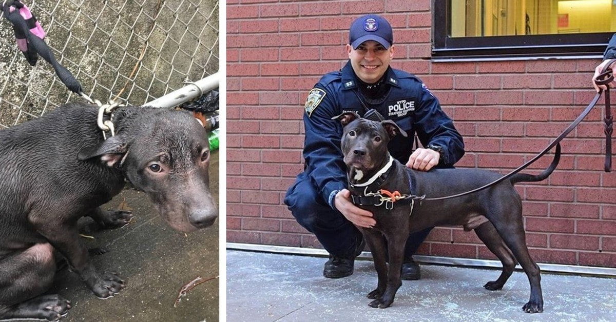 Officer Adopts Abandoned Dog He Rescued In The Rain | Tipsto