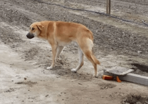 Rescuer Writes To ‘Scumbag’ Owner After Saving Abandoned Dog Eating