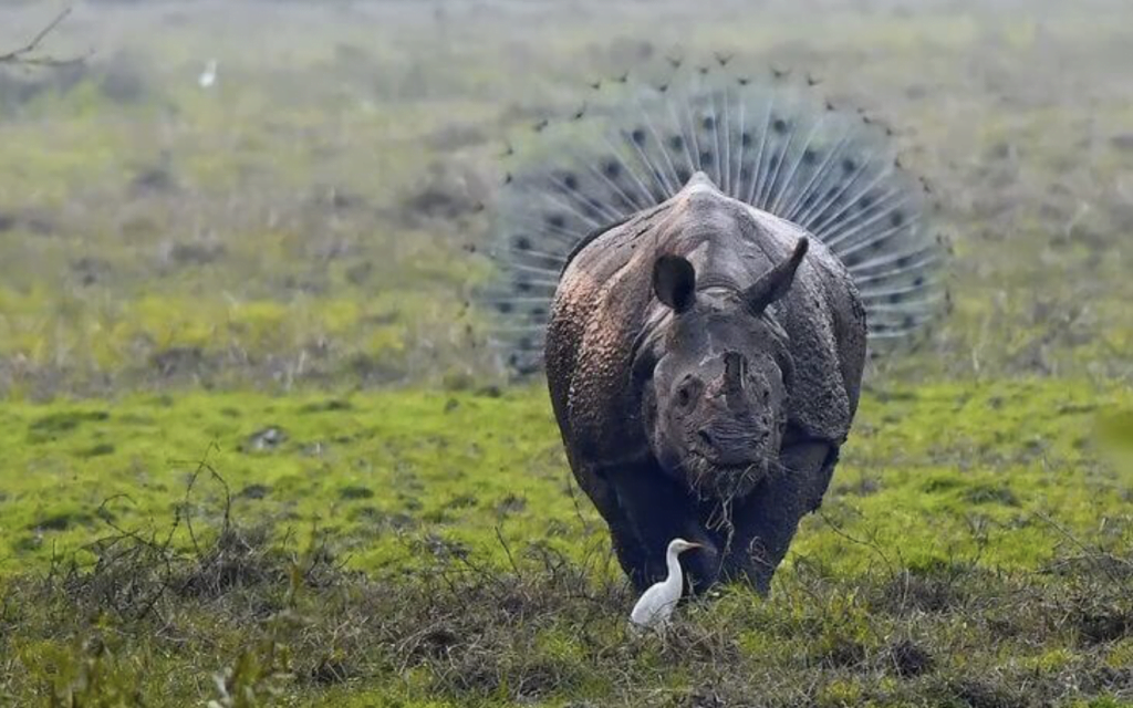 20 great photos from the Wild Comedy Awards that made us smile | Tipsto
