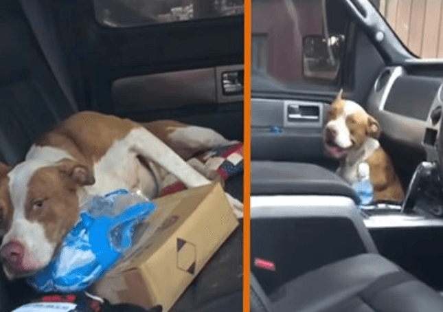 Stubborn Stray Dog Jumps Into A Truck And Refuses To Leave Until He Was