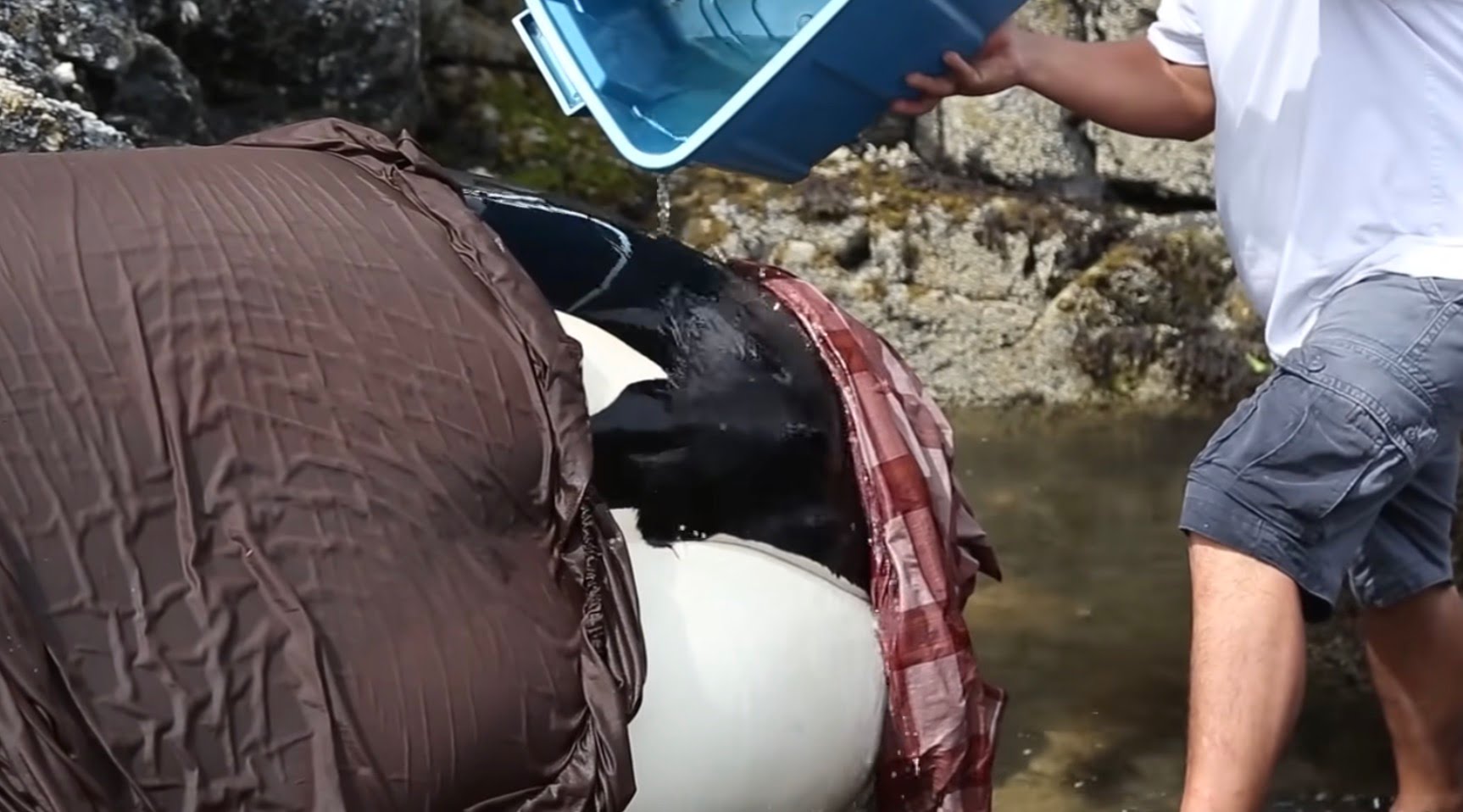 Baby Orca Was Stuck And Crying For Hours, But A Group Of Strangers Saves Him  - science world