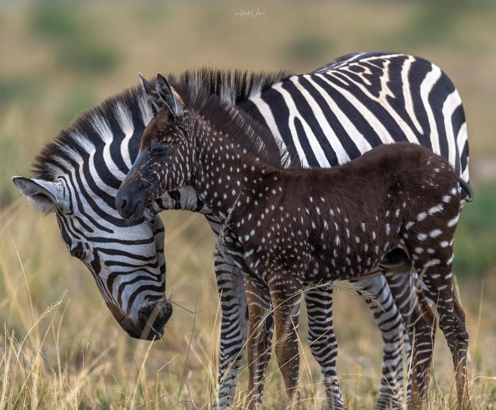 Baby Zebra Is Born With Dots Instead Of Stripes First Time Ever