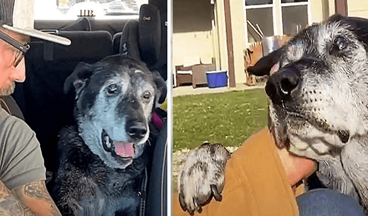 Dumped Senior Dog Puts Paw On Man’s Arm And Desperately Begs For Some