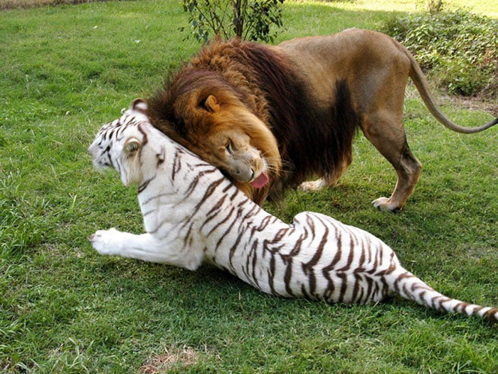 A lion watches a white Bengal tiger and a Siberian tiger staring at each  other in