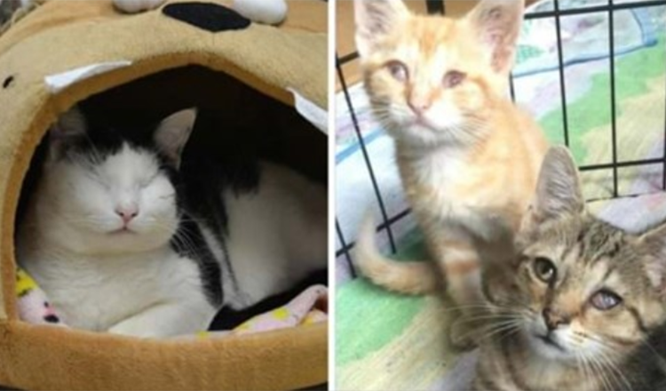 Sanctuary Rescues Blind Cats From Euthanasia & Gives Them A Place To