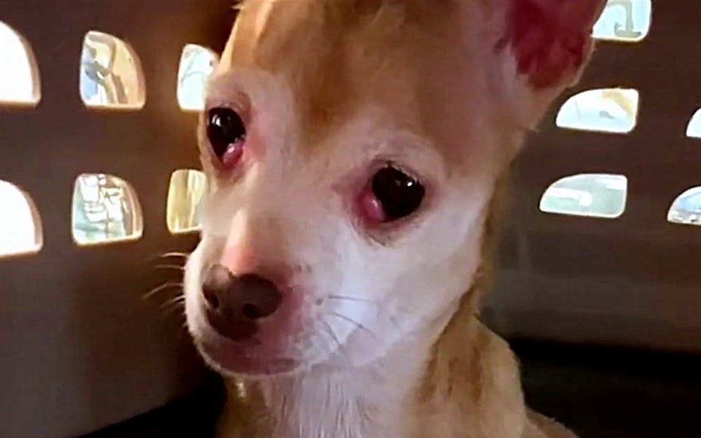 Scared Rescue Dog Kept Trying To Bite Foster Mom, But The Woman Never