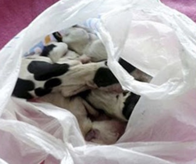 Dog found by the road holding a plastic bag with her puppies | Tipsto