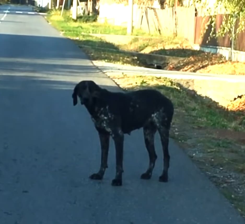 Dog Abandoned On The Streets Gets Rescued And Given New Life | Tipsto