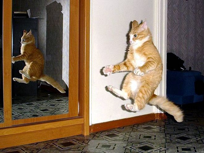 A cat captured mid-jump, looking startled.