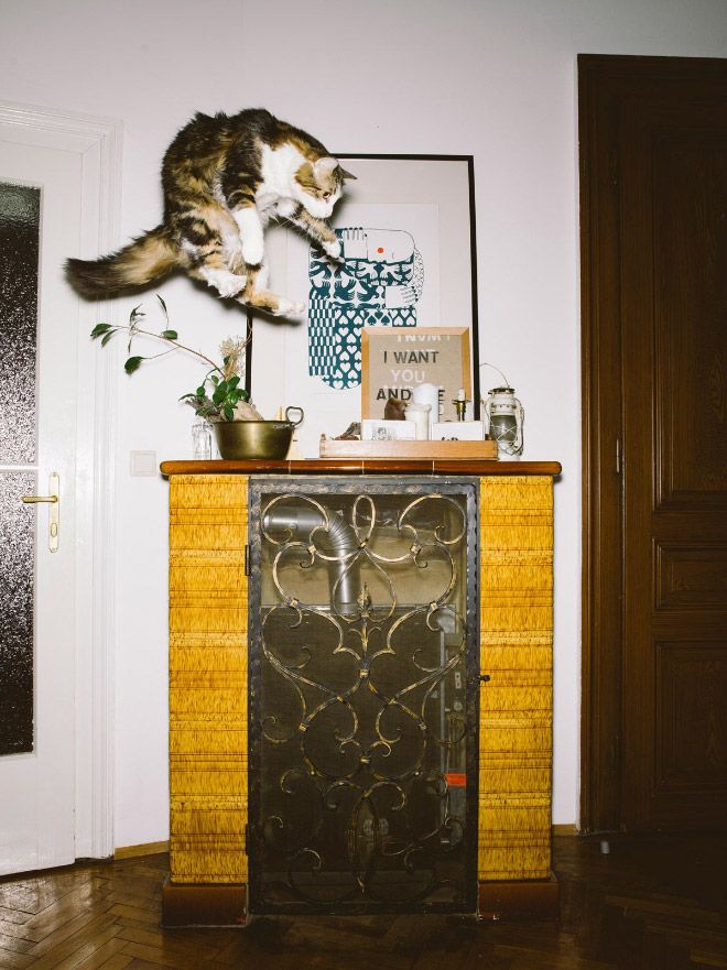 An action shot of a cat springing into the air.