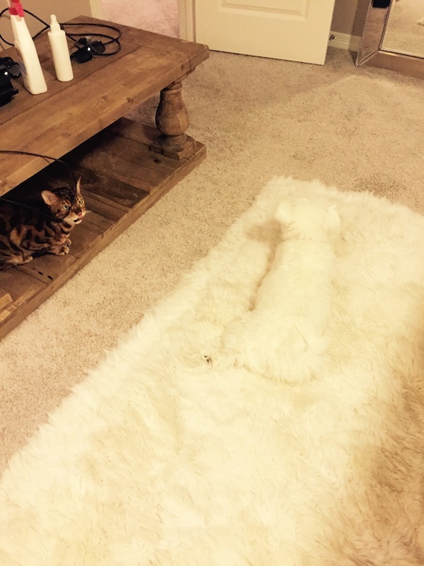 A dog whose body shape is obscured by its camouflage skills against the background.