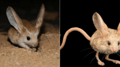 Photo of This Tiny Cute Long Eared Jerboa Looks Like A Mix Between A Mouse, A Rabbit, A Pig, And A Kangaroo