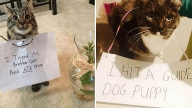 Photo of These Cats Are Very Proud Of Themselves For Doing Naughty Things