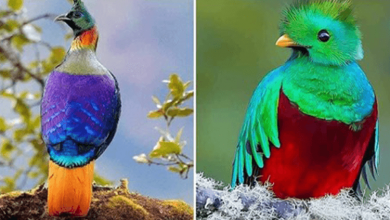 Photo of 11 Beautiful Birds That Look Like They Were Painted By A Great Artist