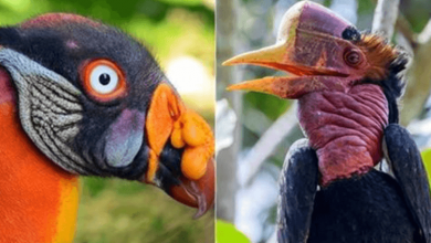 Photo of 10 Birds That Make People Think Of Aliens Instead Of Animals