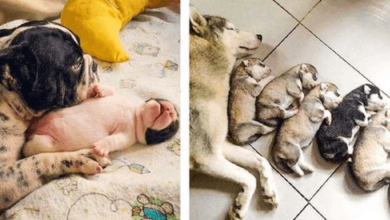 Photo of 10+ Furry Moms That Will Bring You A Good Mood