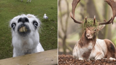 Photo of 17 Hilariously Unphotogenic Animals You’ll Probably Feel Bad for Laughing At
