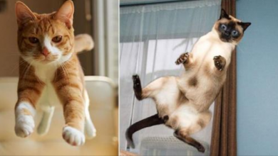 Photo of 20 Cats Show Us How To Hover With Style