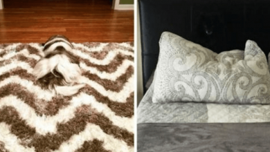 Photo of 18 Photos Proving That Dogs Are Basically Stealthy Ninjas