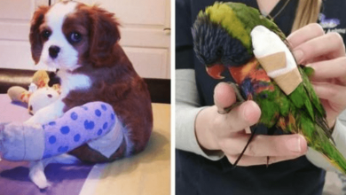 Photo of 17+ Injured Animals In Tiny Casts That Will Surely Melt Your Heart
