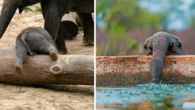 Photo of These 10 Adorable Photos Of Baby Elephants Are Treat For The Eyes