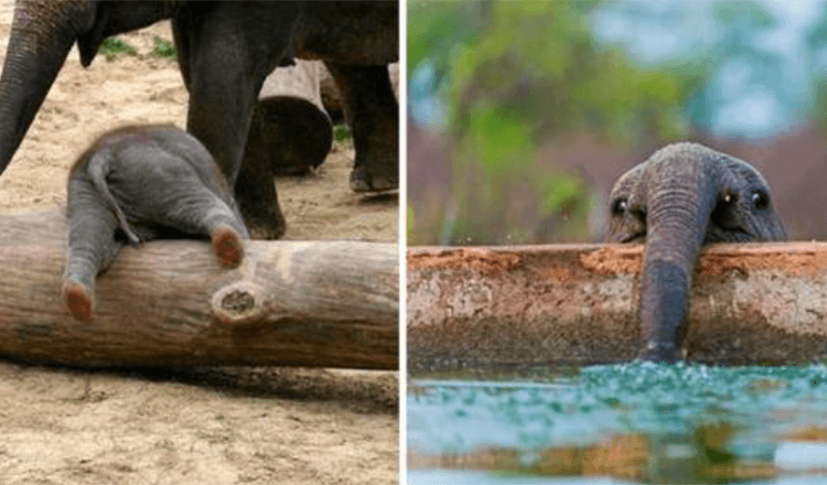 These 10 Adorable Photos Of Baby Elephants Are Treat For The Eyes | Tipsto