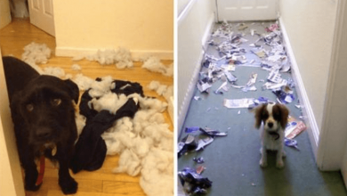 Photo of 15 Guilty Dogs Who Were Caught in the Act by Their Humans and It’s Hilarious