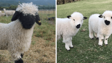 Photo of These Blacknose Sheep Look Like Stuffed Animals And Make Great Pets