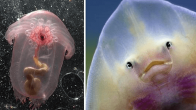 Photo of 15+ See Through Animals That Are Hard To Believe Actually Exist