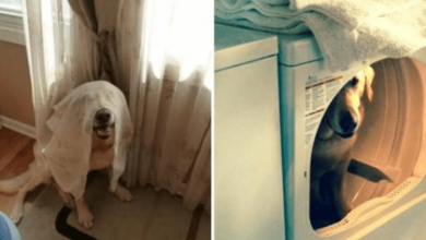 Photo of 16+ Dogs Who Failed Hilariously At Hide-And-Seek