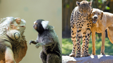 Photo of 16+ Unlikely Animal Friends That Will Warm Your Heart