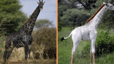 Photo of Meet The White And Black Giraffes, The Worlds Rarest Animals