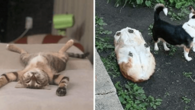 Photo of 13+ Pets That Could No Longer Stay Awake