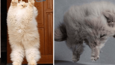 Photo of 15+ Photos Of Unreal Fluffy Cats