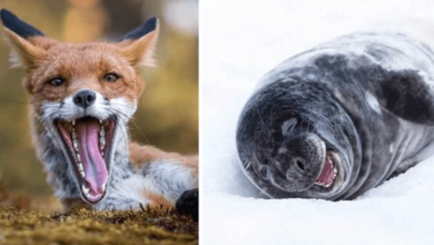 Photo of This Photographer Captures Emotional Shots Of Wild Animals