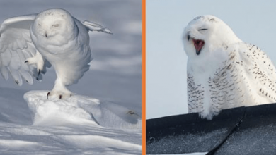 Photo of Perfectly Timed Photos Of Owls Are Hilarious Yet Awkward