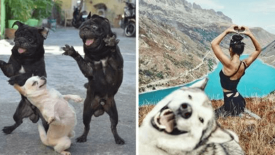 Photo of 12+ Photos Of Cute Dogs That Will Make You Smile And Make Your Day Better