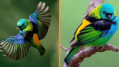 Photo of Meet The Green-Headed Tanager – The Vibrant Colored Songbird