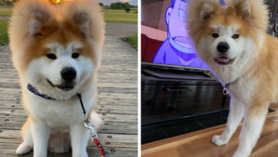 Photo of 12+ Pics That Capture This Adorable Akita Named Bob Who Has A Unique Heart-Shaped Face
