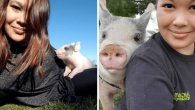 Photo of 8+ Pics Of Rescued Pig Named Floppy After Vet Said He Wouldn’t Live Longer Than A Week