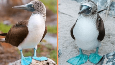 Photo of Meet The Blue-Footed Booby – The Adorable ‘Cartoon Character’ Bird
