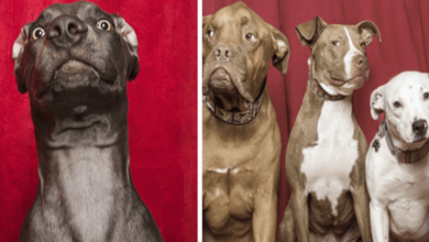 Photo of 15+ Photos That Capture Dogs Reaction After Being Put In A Special Photobooth by Photographer