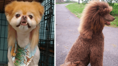 Photo of +6 Photos Of Dogs With Funny Looking Mullets
